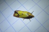Agapeta zoegana