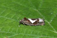 Epiblema foenella