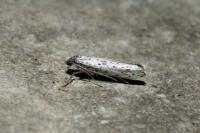 Yponomeuta plumbella