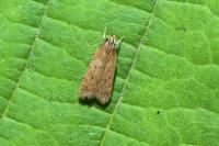 Helcystogramma lutatella
