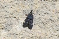 Dichomeris alacella