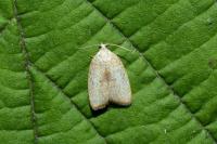 Acleris forsskaleana