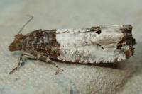 Notocelia roborana