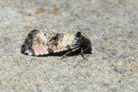 Cochylichroa atricapitana