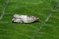 Gypsonoma aceriana