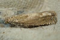 Pelochrista caecimaculana
