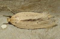 Agonopterix pallorella