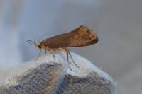 Crassa unitella