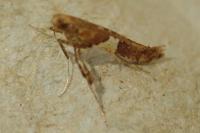 Caloptilia semifascia