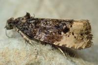 Hedya ochroleucana