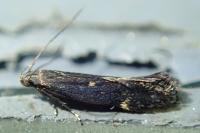 Aproaerema anthyllidella