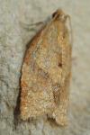 Clepsis consimilana
