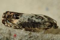 Pammene fasciana