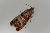 Cydia pomonella