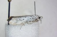 Yponomeuta malinellus