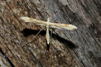 Gillmeria ochrodactyla
