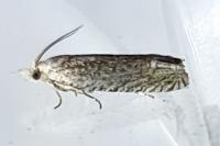 Eucosma