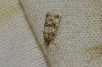 Isotrias rectifasciana