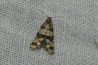 Isotrias rectifasciana