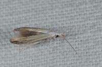 Coleophora