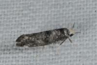 Paraswammerdamia nebulella
