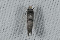 Paraswammerdamia nebulella