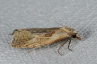 Phtheochroa inopiana