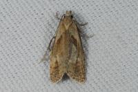 Phtheochroa inopiana