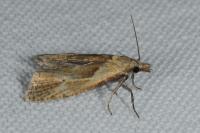 Phtheochroa inopiana
