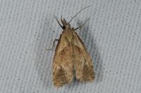 Phtheochroa inopiana