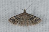 Alucita hexadactyla