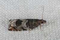 Ancylis achatana
