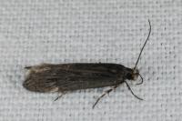 Aroga velocella
