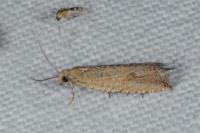 Bactra lancealana