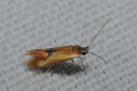 Batia lunaris