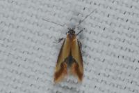 Batia lunaris