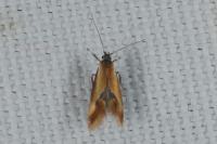 Batia lunaris