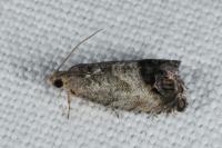 Cydia splendana
