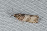 Gypsonoma aceriana