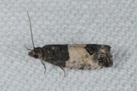 Spilonota ocellana