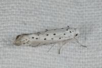 Yponomeuta