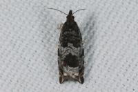 Ancylis achatana