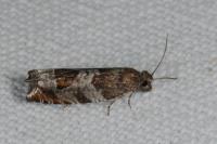 Ancylis achatana