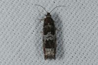 Ancylis achatana