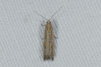 Bactra lancealana