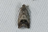Cydia splendana