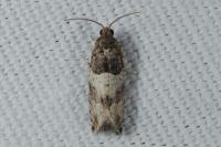 Gypsonoma aceriana