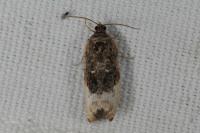 Hedya nubiferana
