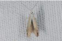 Coleophora