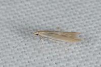 Coleophora